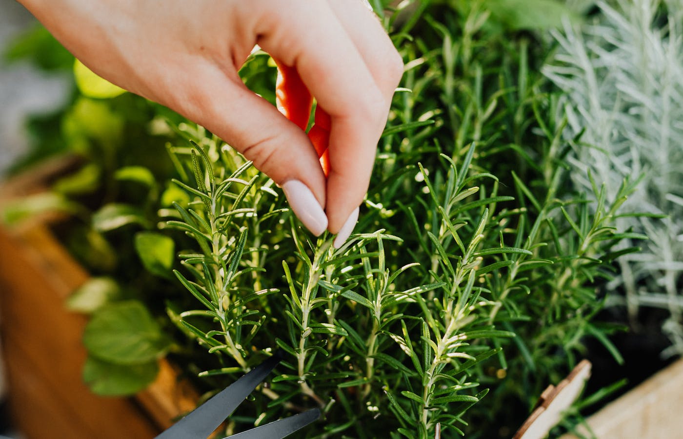 Hand harvesting rosemary herb stems with garden scissors