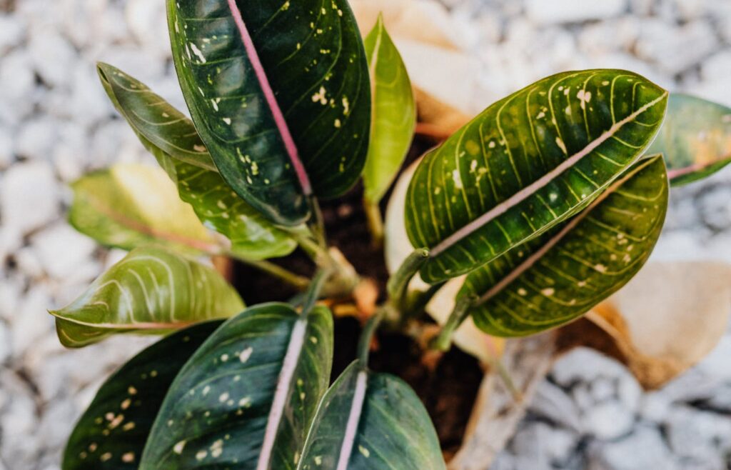Close-up of green plant leaves with pale marks and spots