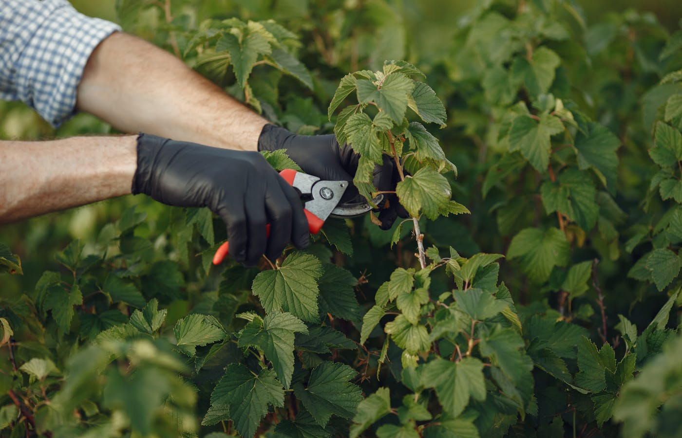 Hands using red pruning shears to cut a leafy green shrub