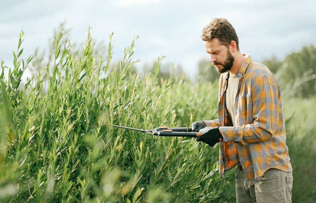 Person trimming a green hedge with long handled garden shears