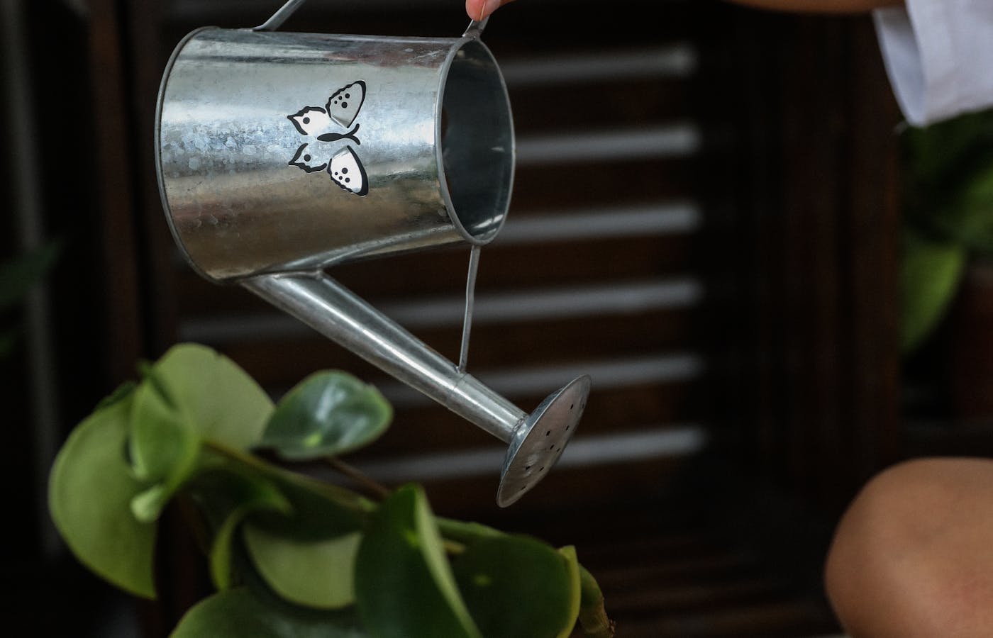 Metal watering can placed beside potted outdoor plants