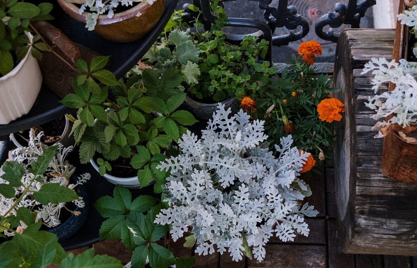 Assorted potted plants and flowers on a balcony floor