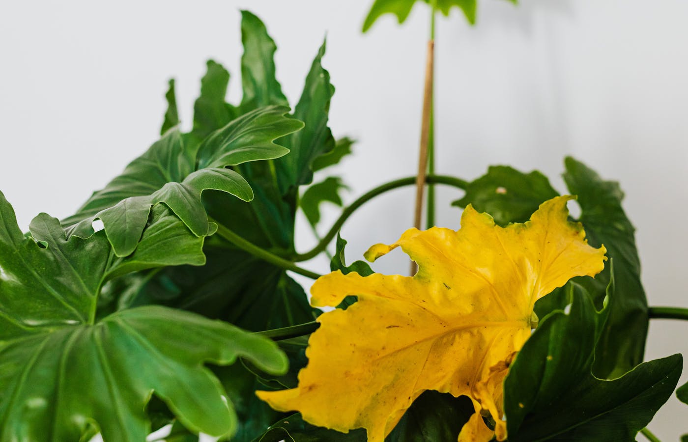 Yellow leaf on a green houseplant