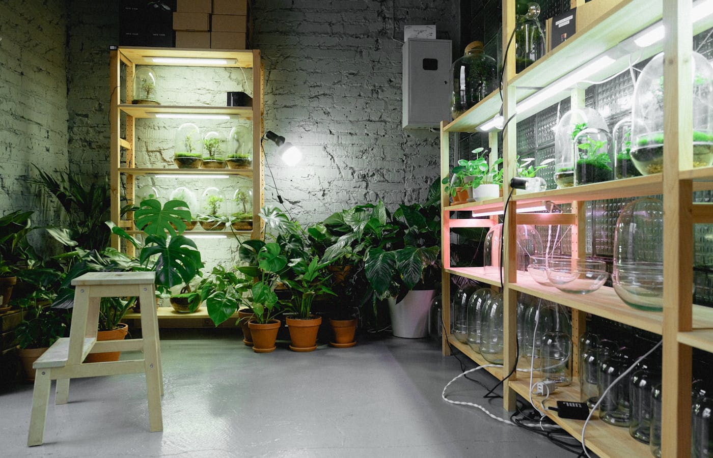 Indoor plant shelves lit by grow lights