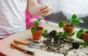 Person watering small indoor potted plants with a pipette