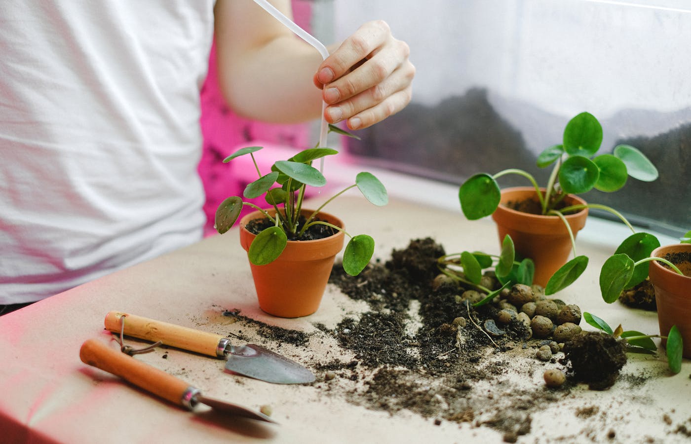 Person watering small indoor potted plants with a pipette