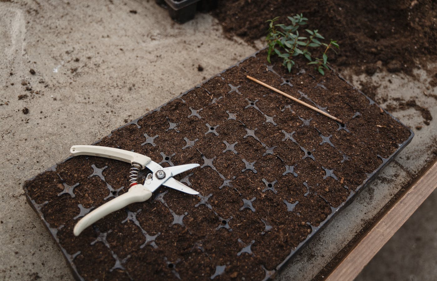 Seed starting tray filled with soil beside pruning shears