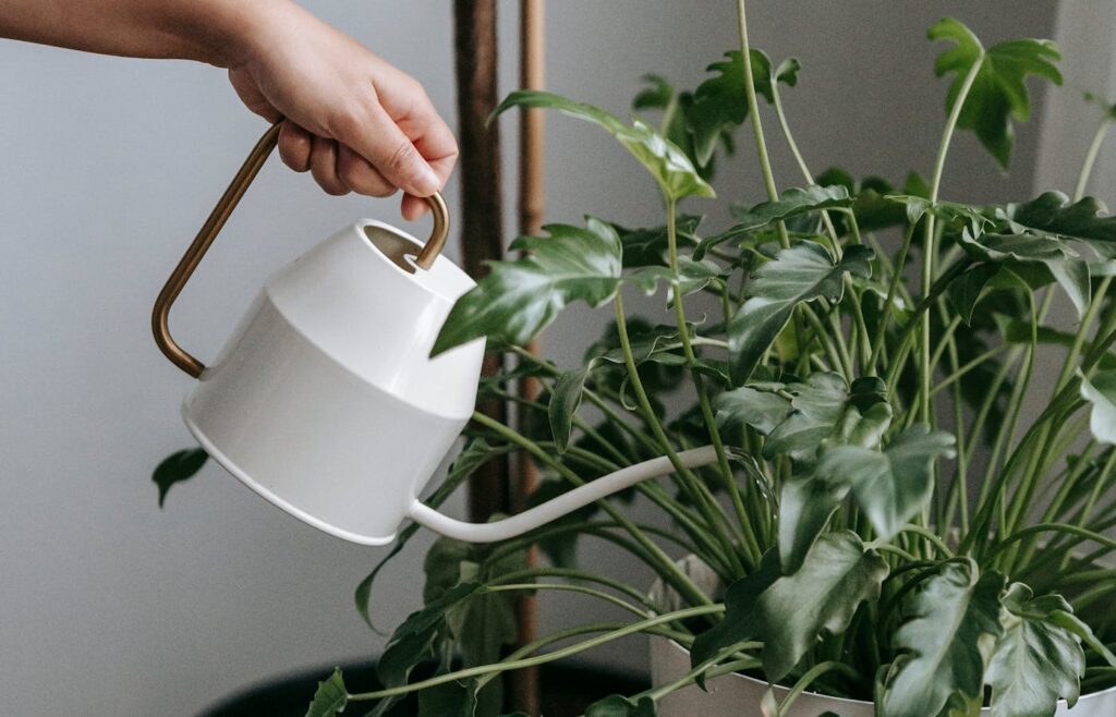 White watering can being used on a leafy indoor plant