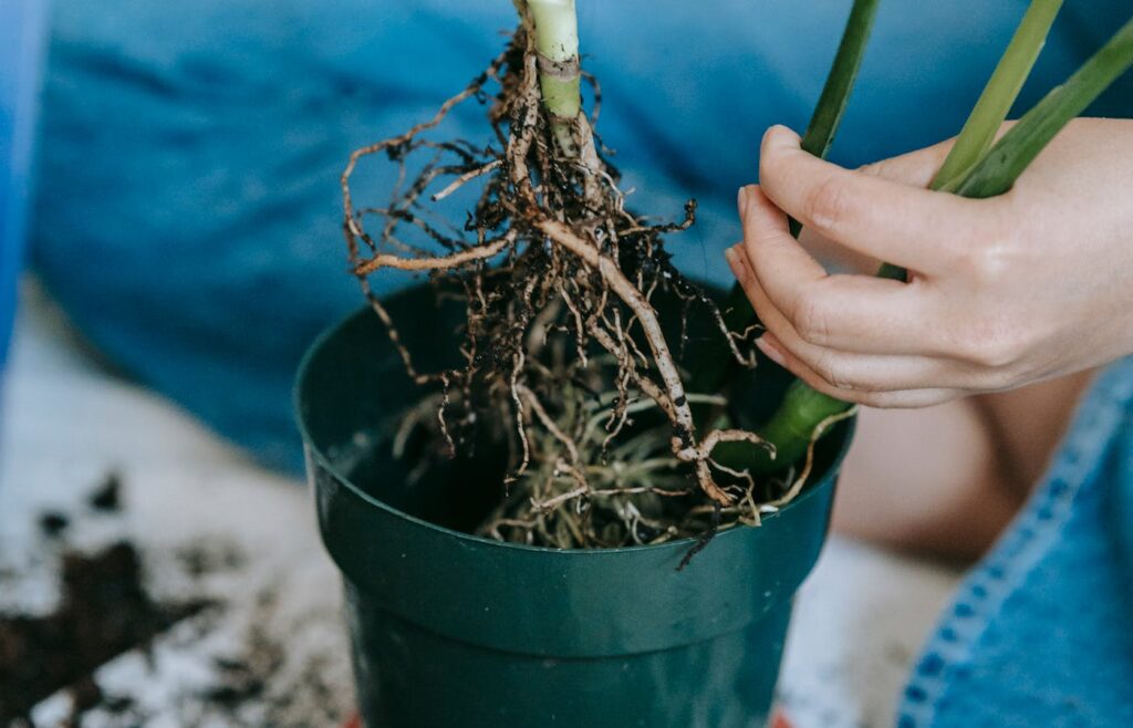 Hands holding indoor plant roots above a green pot