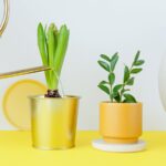 Gold watering can pouring water into indoor plants