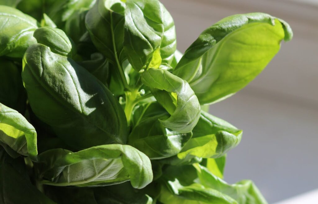 Close-up of green basil herb leaves in sunlight near a windowsill