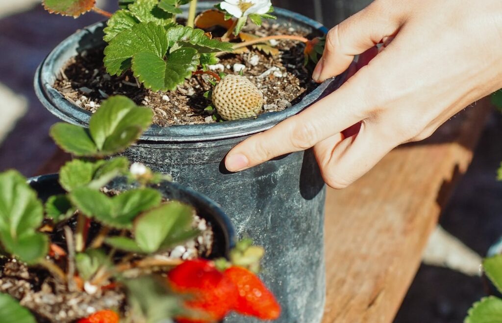 Hand holding a black pot with strawberry plants