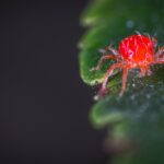 Red mite on a green plant leaf