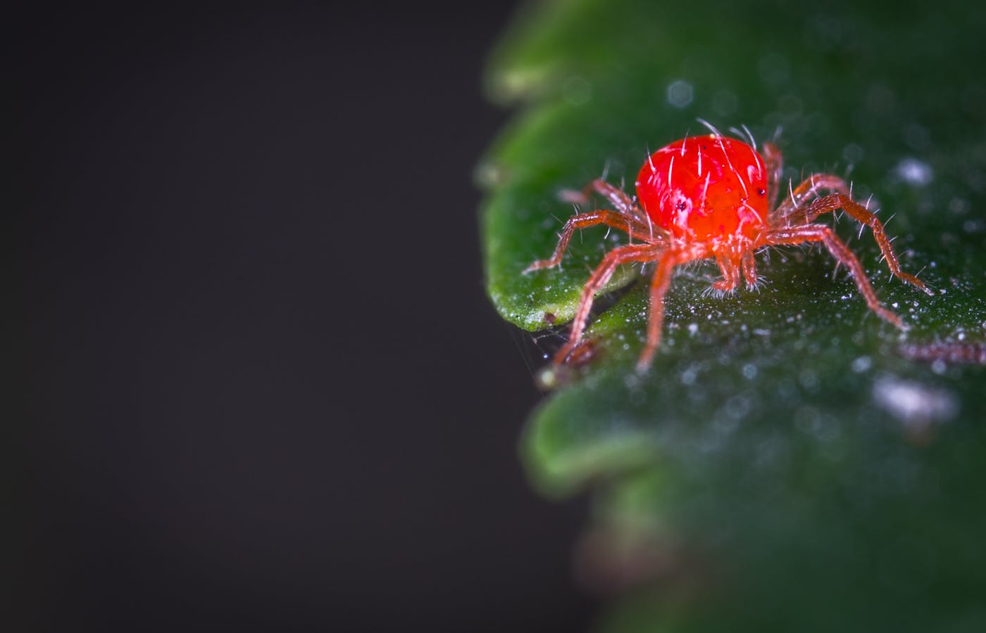 Red mite on a green plant leaf