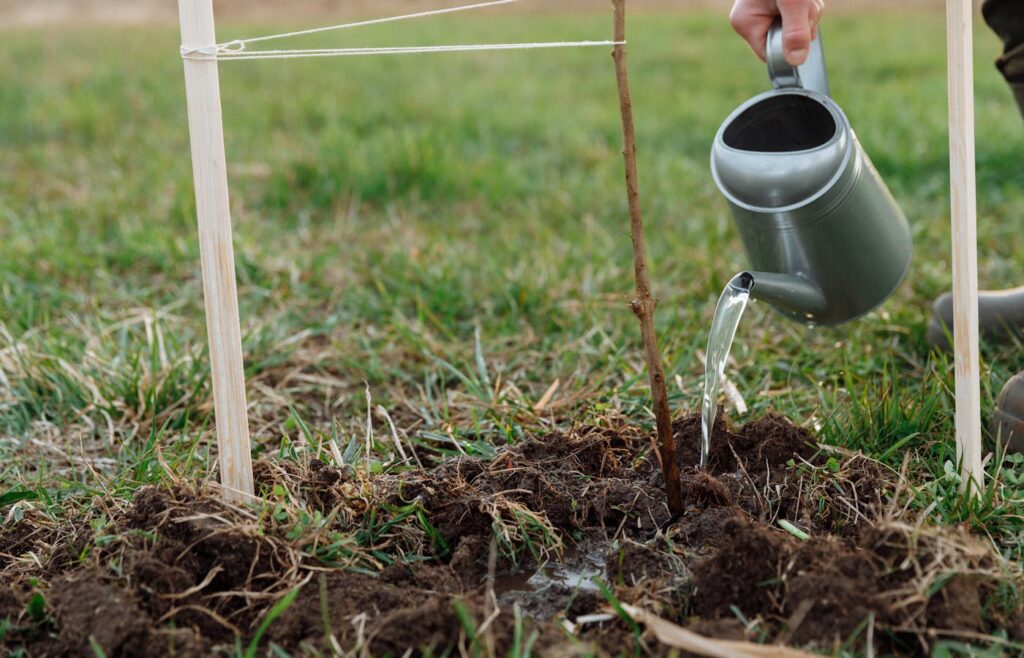 Watering can pouring water onto a young tree in garden soil