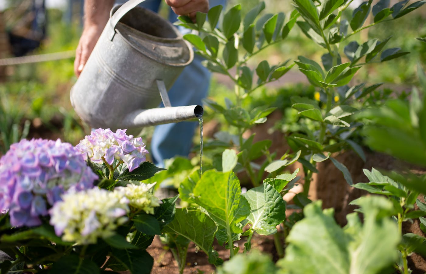 Watering can pouring water onto garden plants outdoors