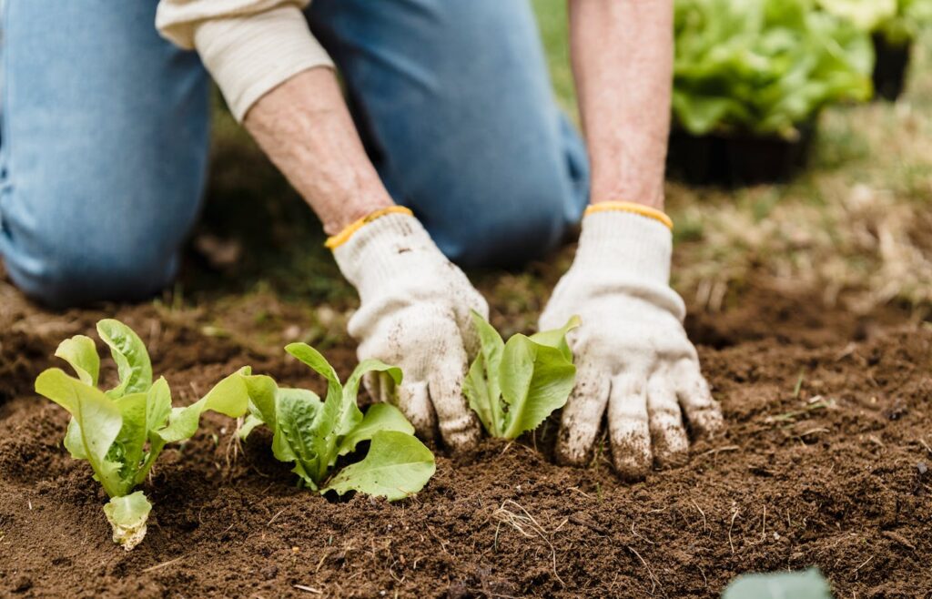 Gardening gloves and hand trowel beside small plants
