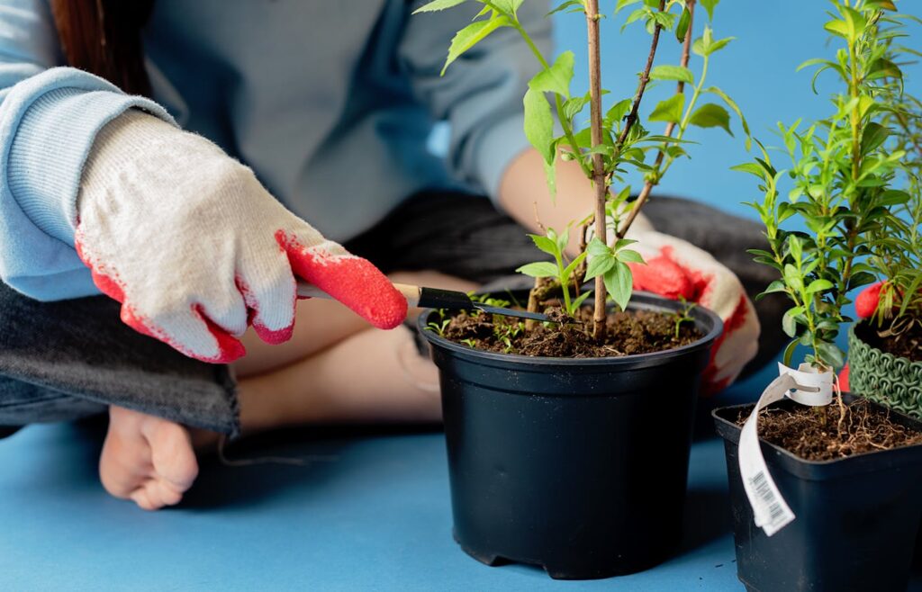Gloved hands working in soil around a potted plant