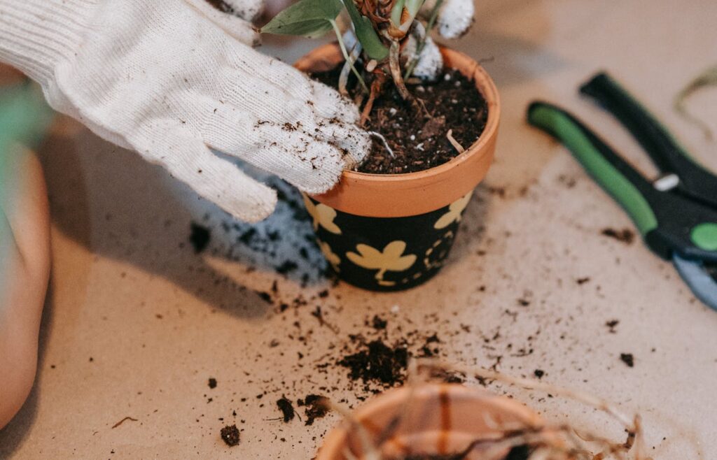 White garden glove pressing soil around a potted plant