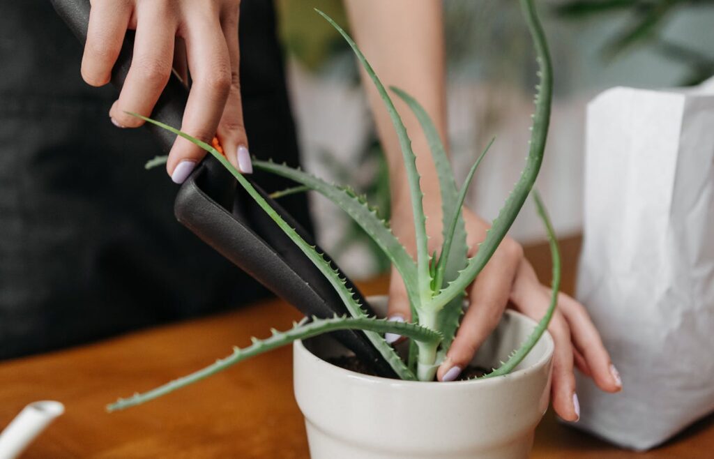 Hand placing a black garden tool beside a potted aloe plant