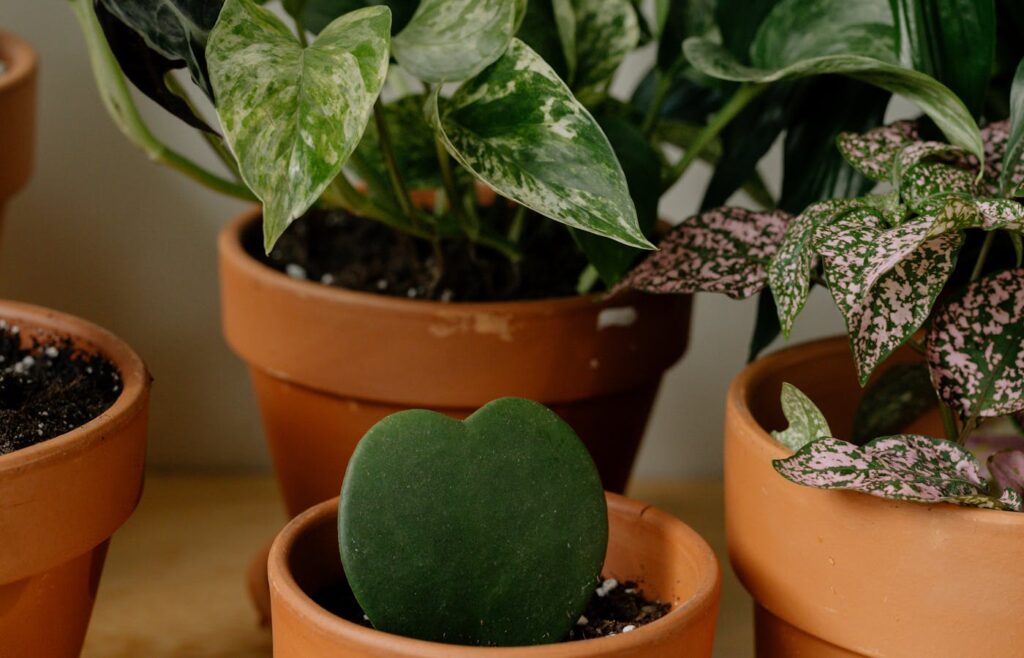 Green houseplants growing in terracotta pots