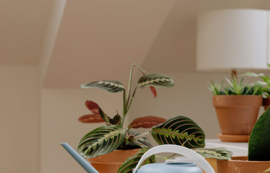 Blue watering can beside potted plants