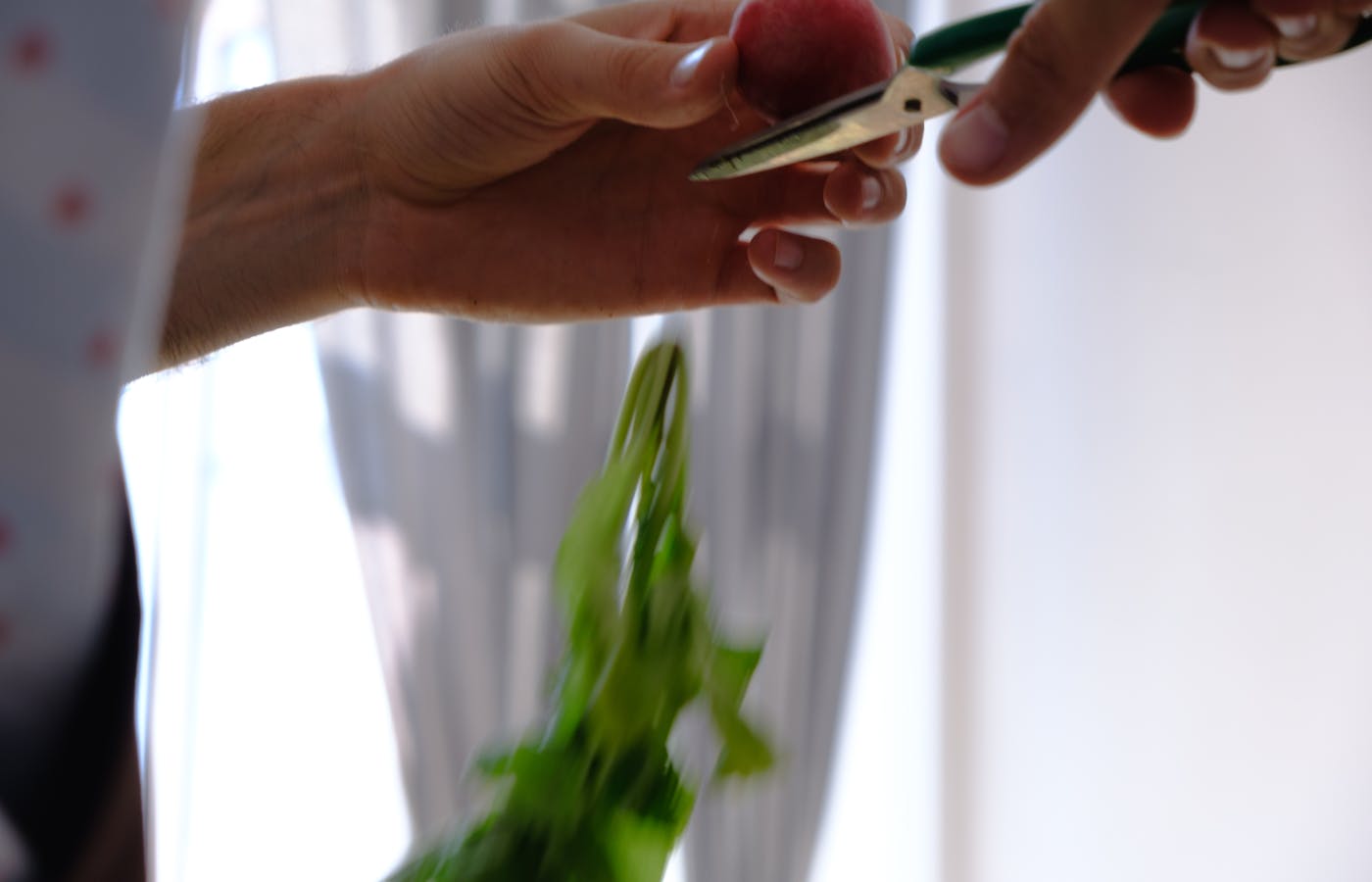 Hand using pruning shears to cut a plant stem