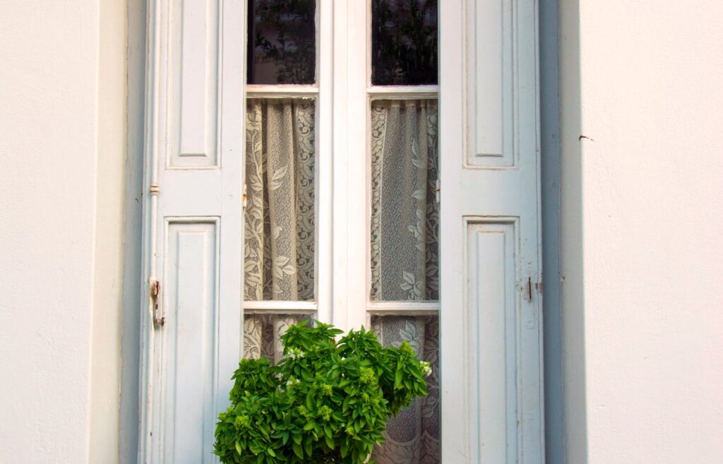 Potted basil plant growing beside a pale window