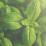 Close-up of green basil leaves on a basil plant