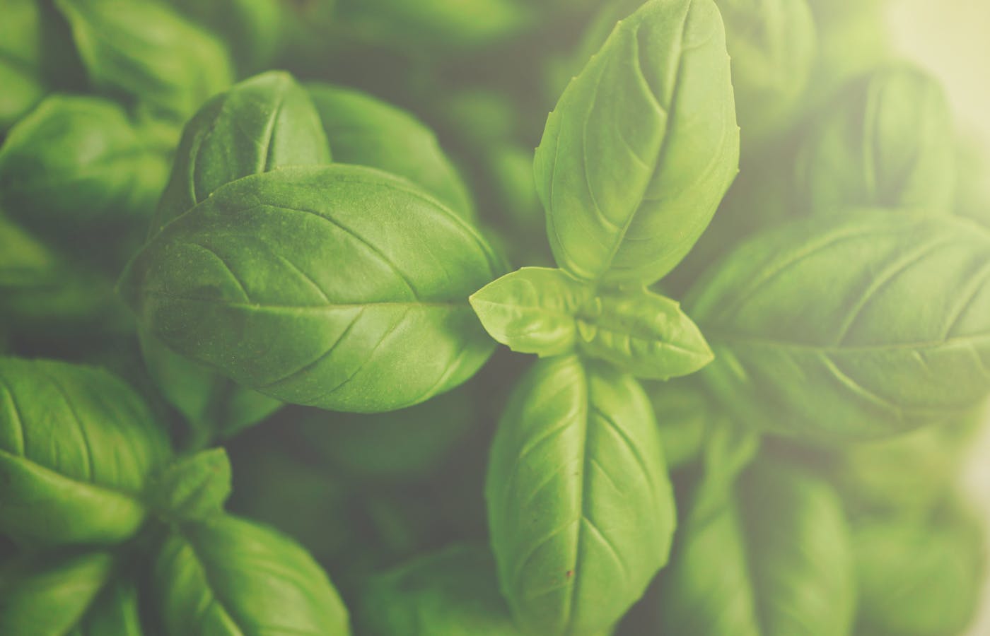 Close-up of green basil leaves on a basil plant