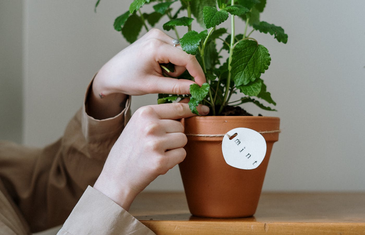 Person touching a mint plant in a terracotta pot