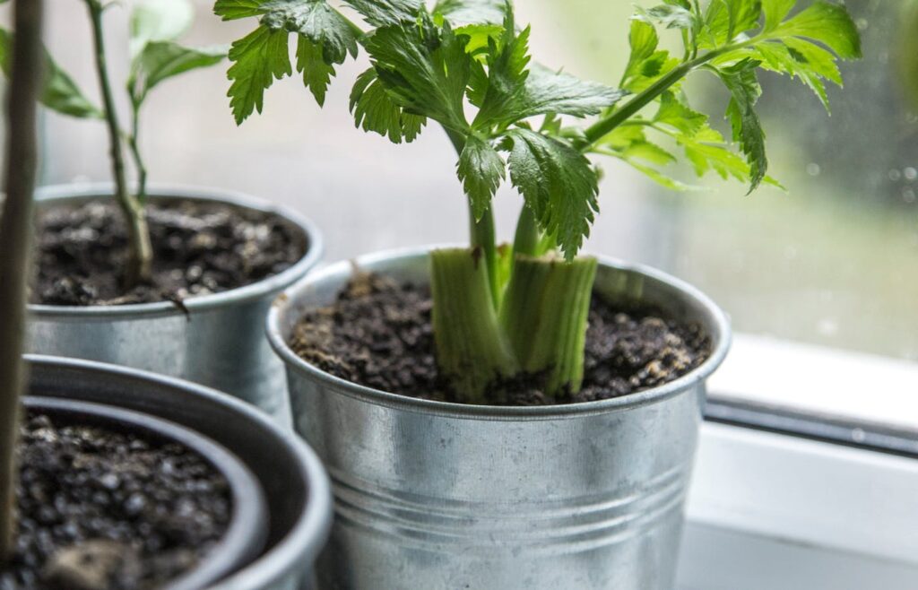 Green leafy plants growing in metal pots on a windowsill
